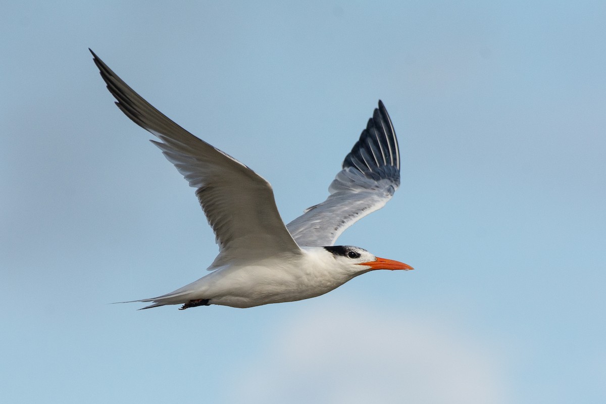 Royal Tern - Eric Ripma