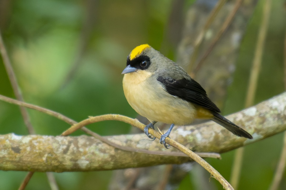 Black-goggled Tanager - ML480202211