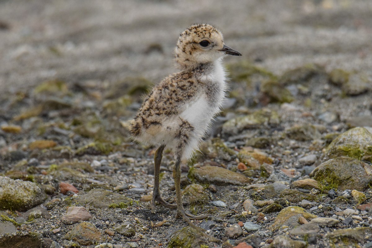 Two-banded Plover - ML480203311