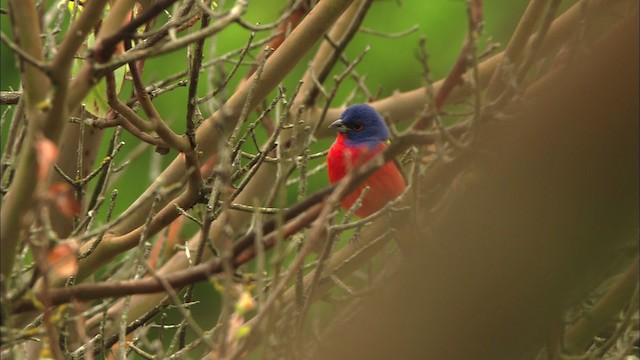 Painted Bunting - ML480207