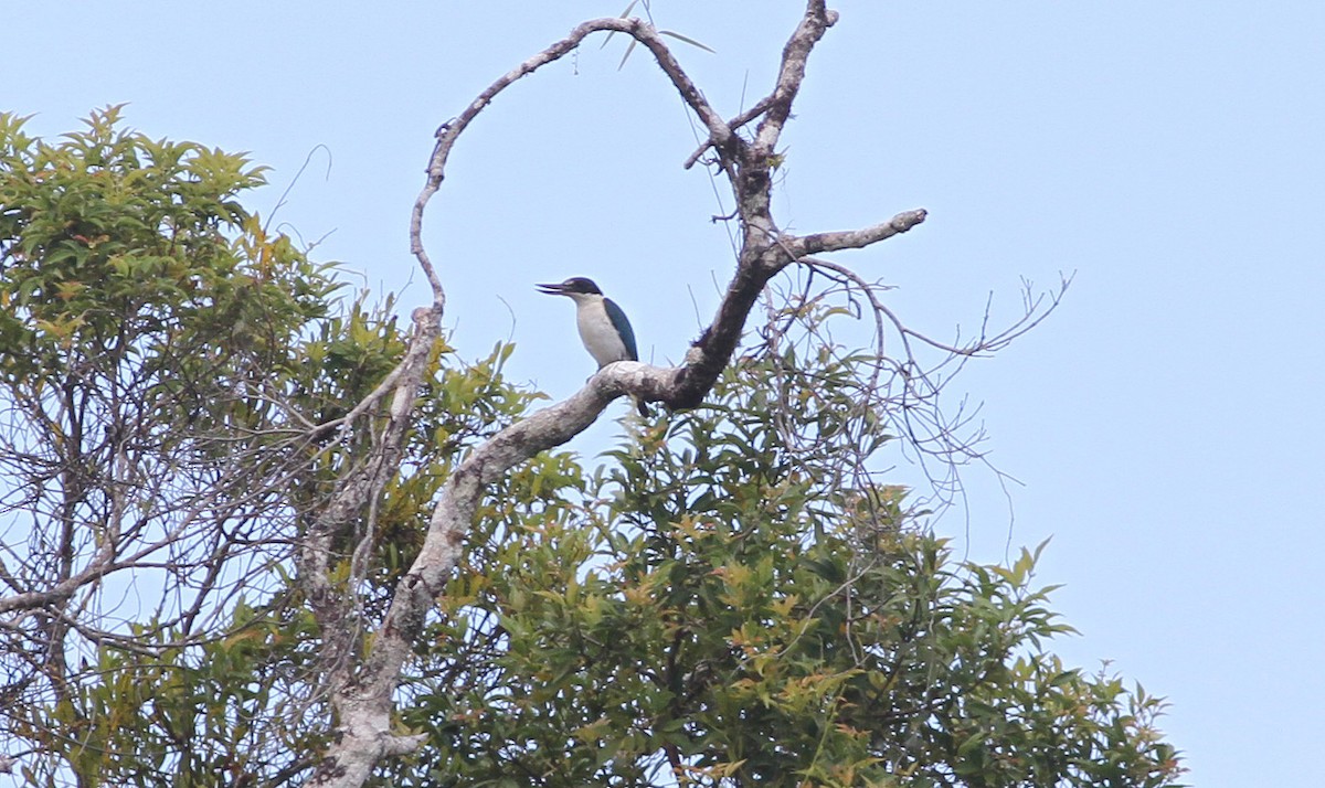 Melanesian Kingfisher (New Ireland) - ML480212201