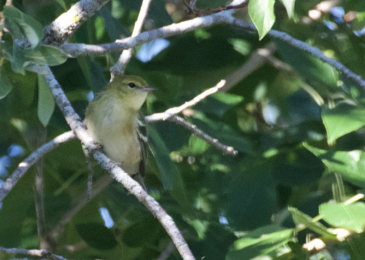 Bay-breasted Warbler - ML480218691