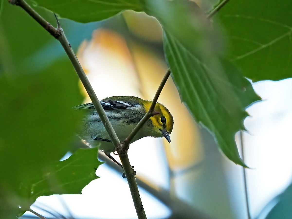 Black-throated Green Warbler - ML480225931