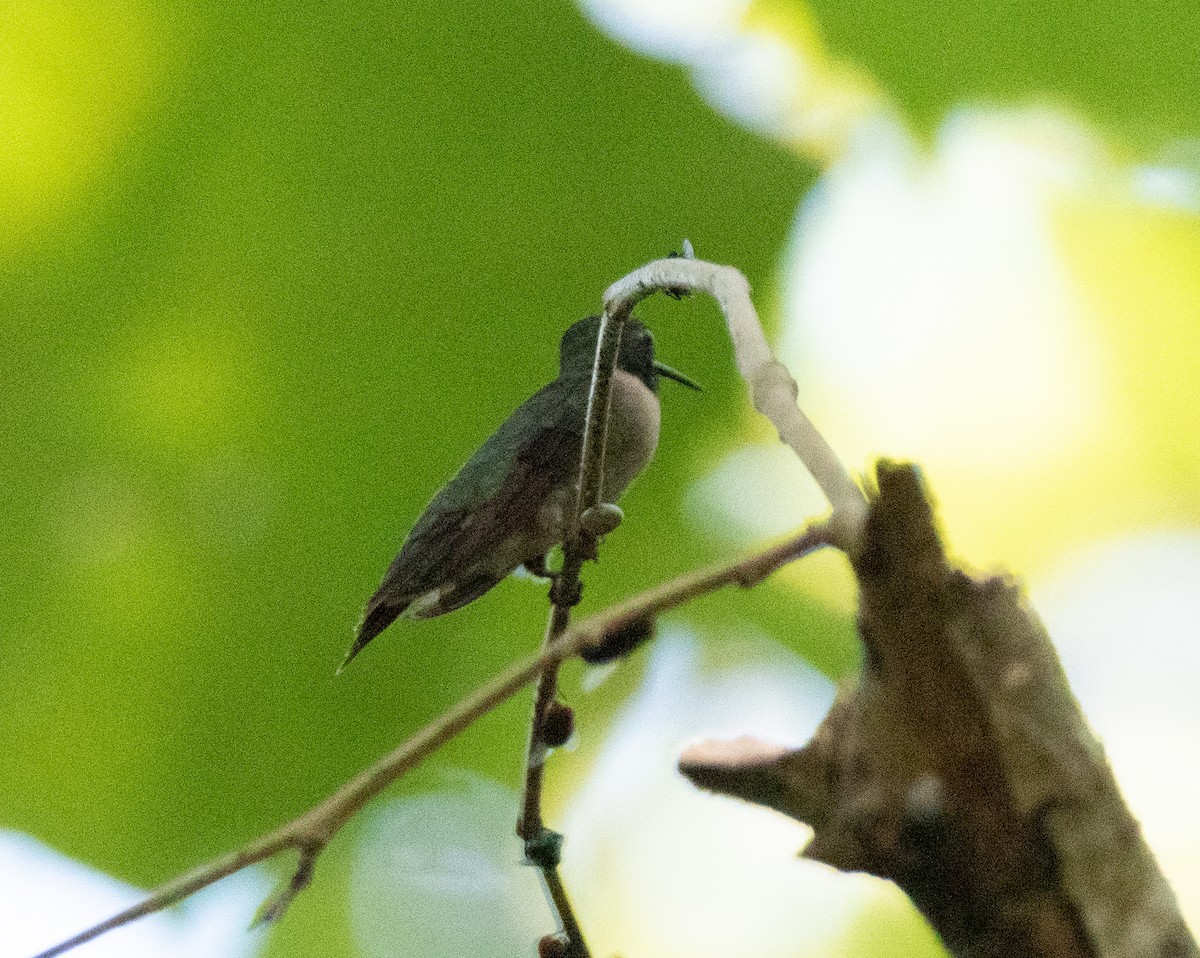 Ruby-throated Hummingbird - ML480231311