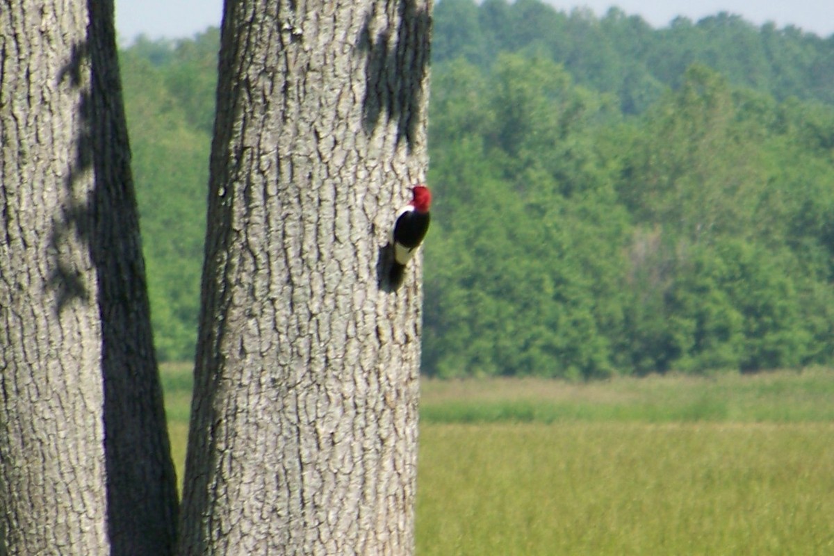 Red-headed Woodpecker - ML48023231
