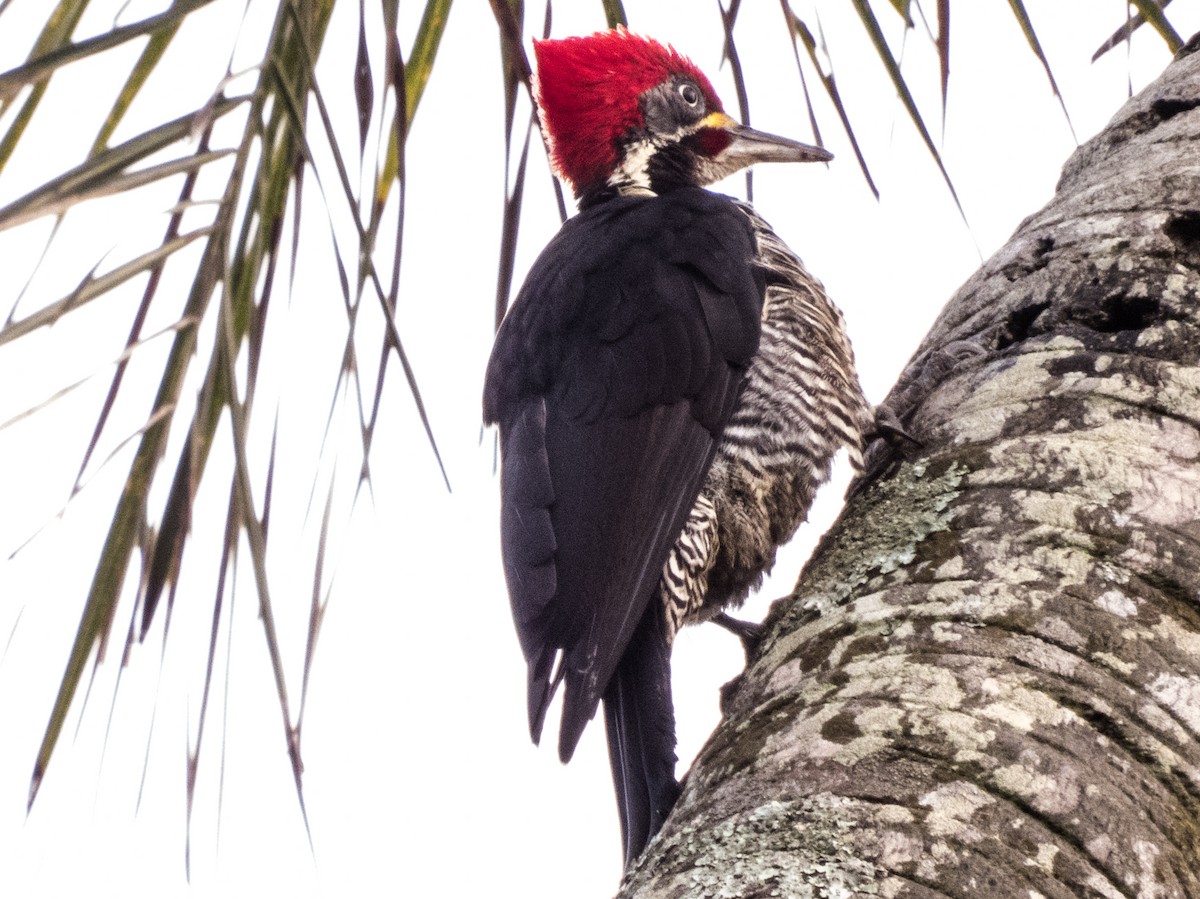Lineated Woodpecker - Javier Angione
