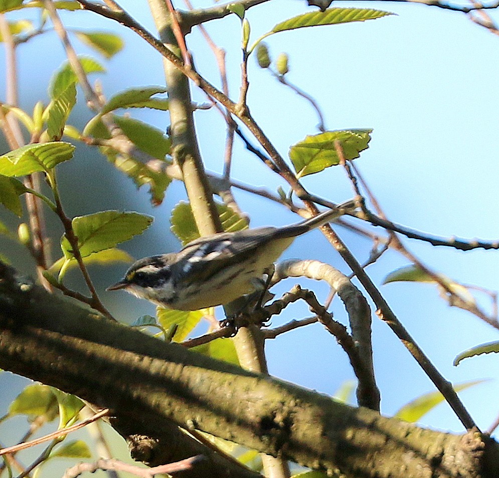 Black-throated Gray Warbler - ML480240601
