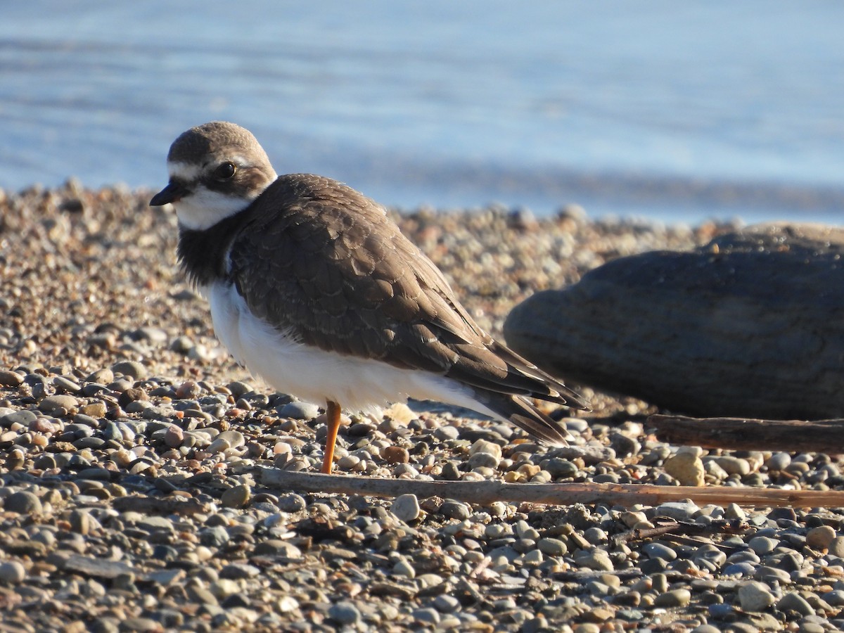 Semipalmated Plover - ML480240871