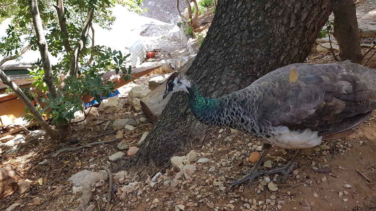 Indian Peafowl (Domestic type) - ML480242141