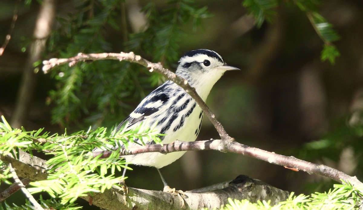 Black-and-white Warbler - ML480248941