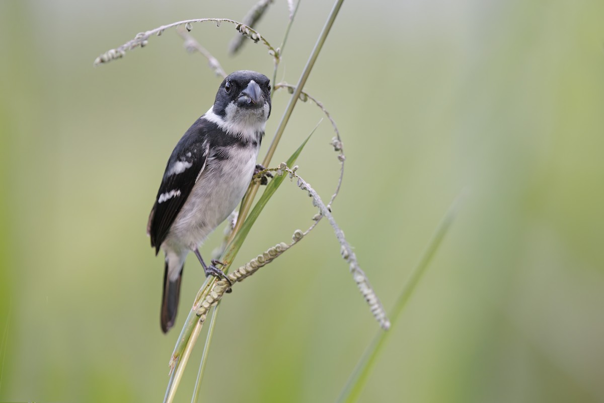 Wing-barred Seedeater - Marco Valentini