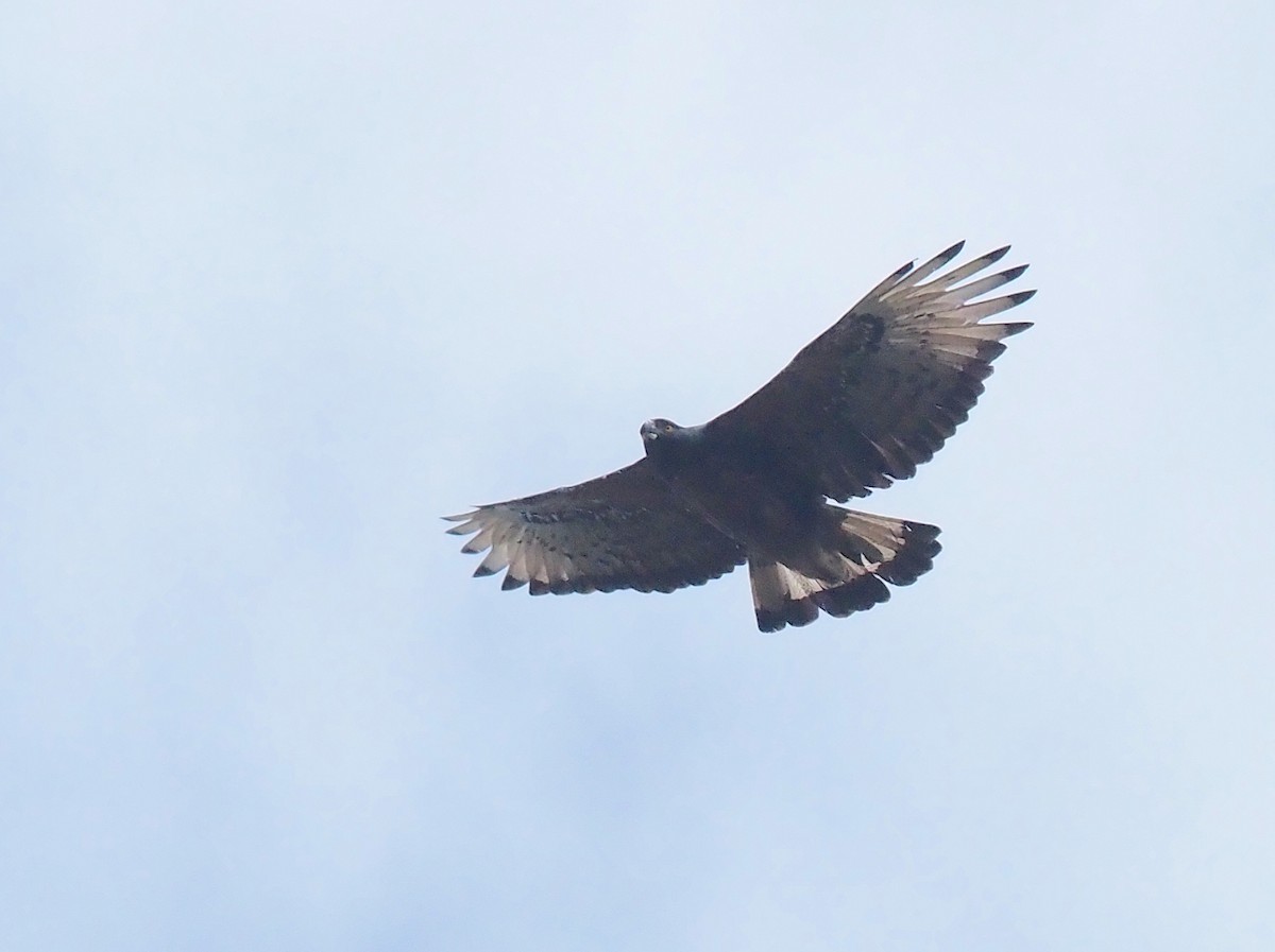 Black-and-chestnut Eagle - ML480253901