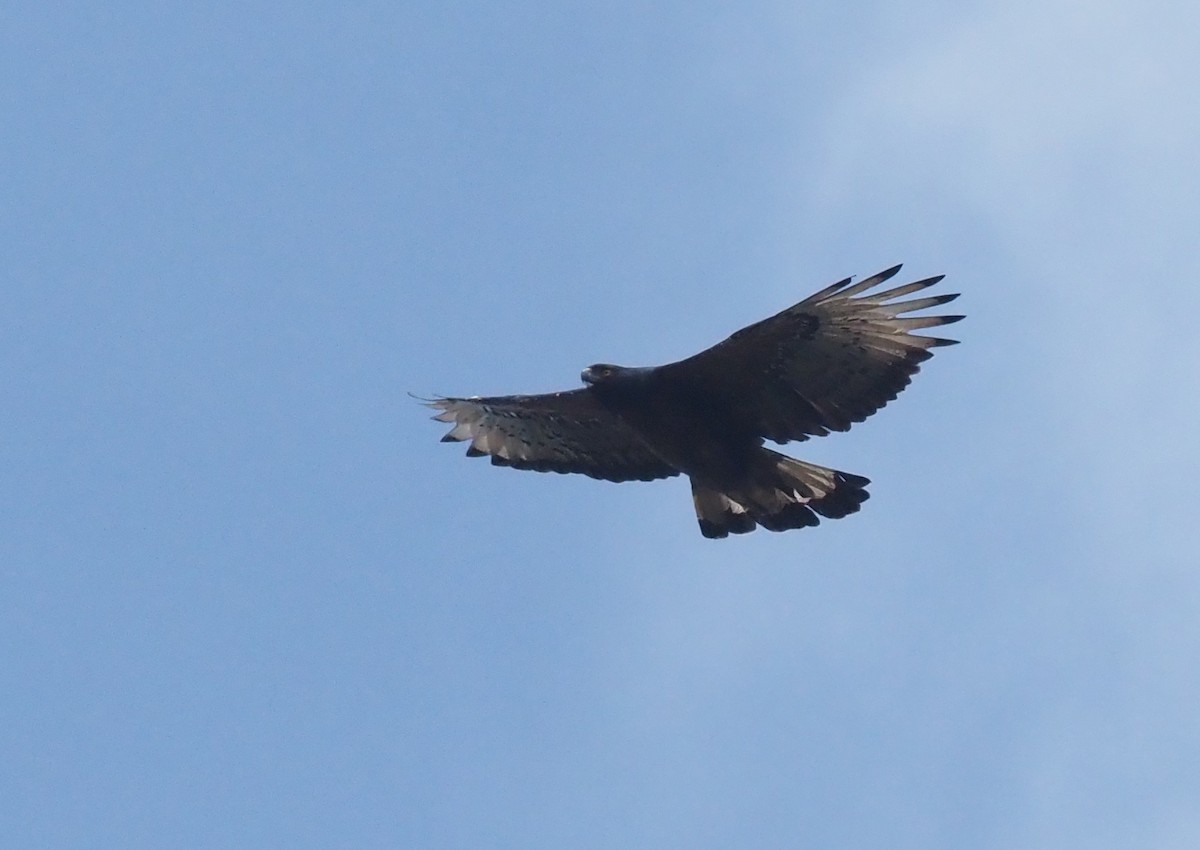 Black-and-chestnut Eagle - ML480254091