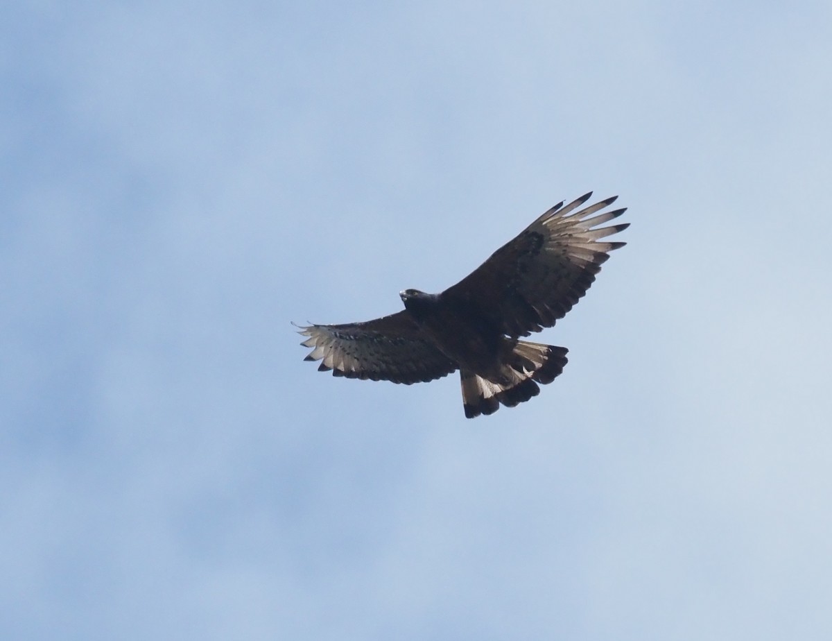 Black-and-chestnut Eagle - ML480254351