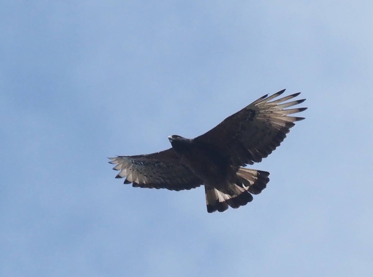Black-and-chestnut Eagle - Stephan Lorenz