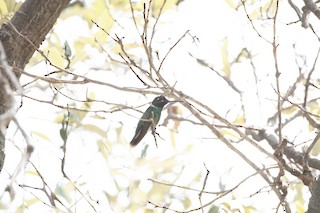 Rivoli's Hummingbird, ML480261431