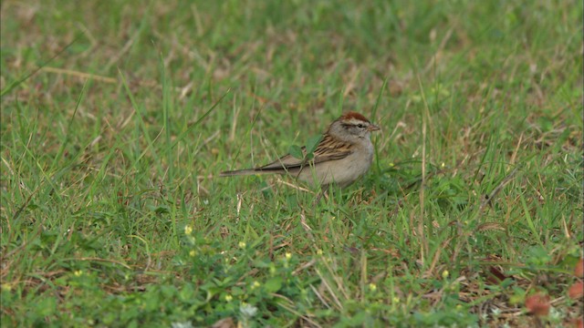 Chipping Sparrow - ML480265
