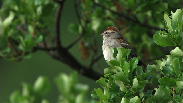 Chipping Sparrow - ML480266
