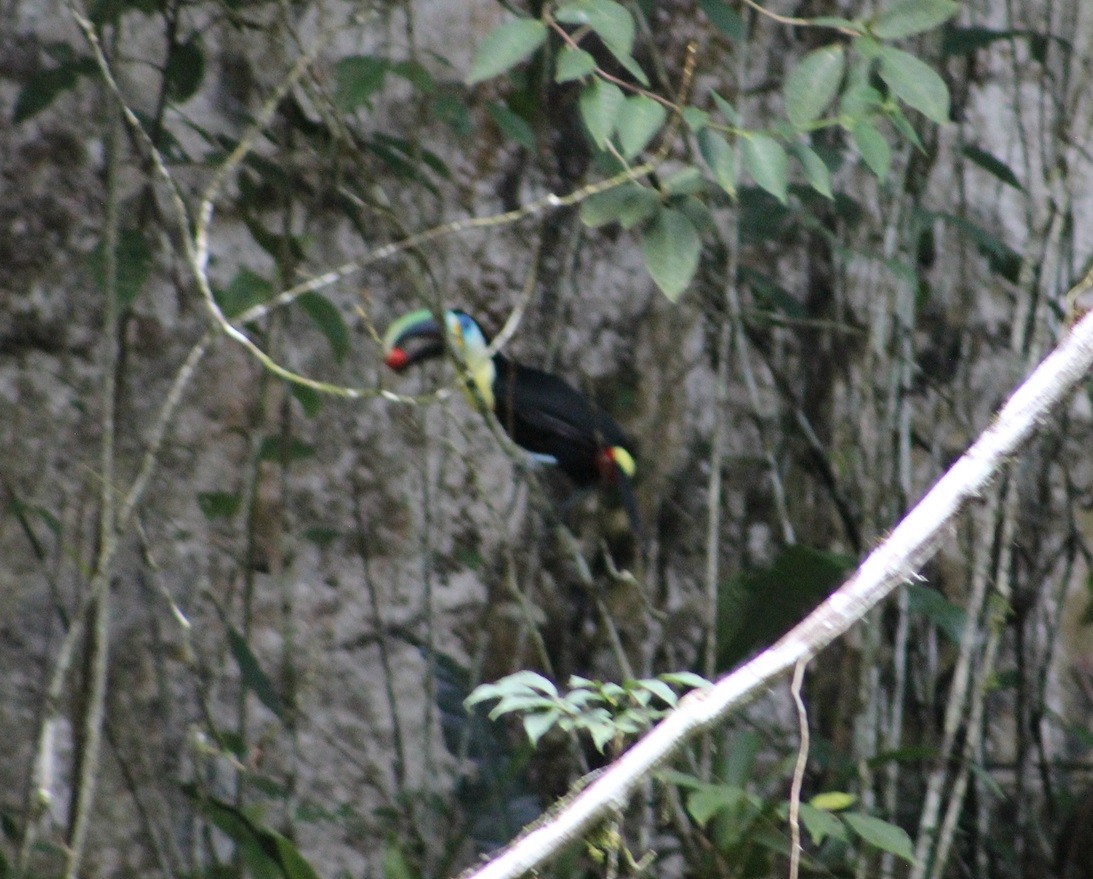 Channel-billed Toucan (Citron-throated) - ML480268491