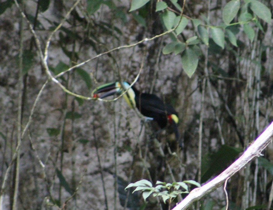 Channel-billed Toucan (Citron-throated) - ML480268501