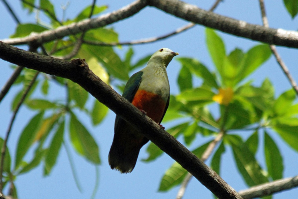 Silver-capped Fruit-Dove - ML48027081