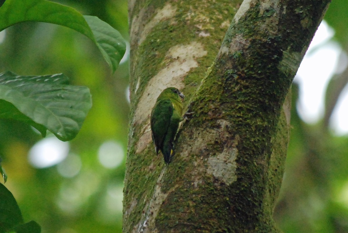 Папужка-пігмей зелений - ML48027091
