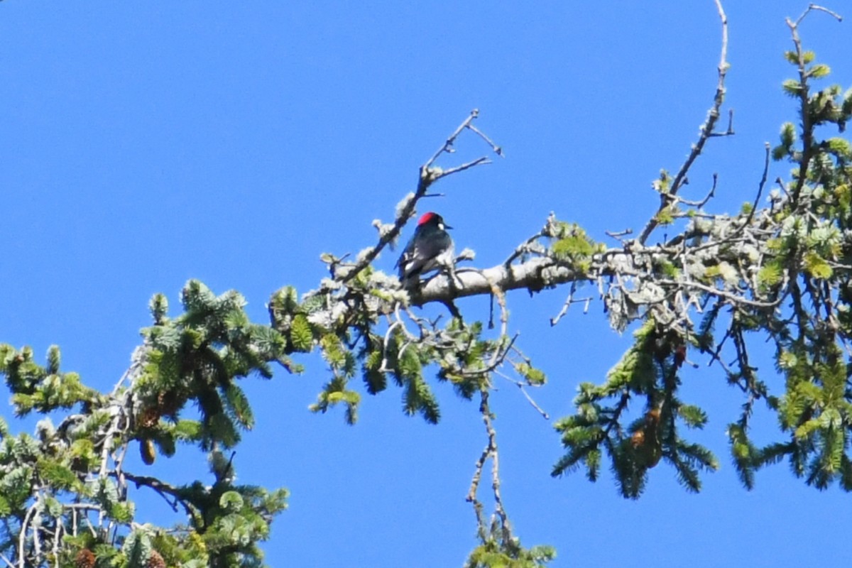 Acorn Woodpecker - ML480275361