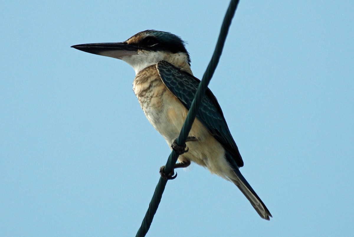 Sacred Kingfisher (Australasian) - Nigel Voaden