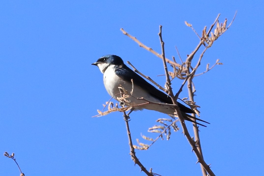 Pearl-breasted Swallow - Phil Stouffer