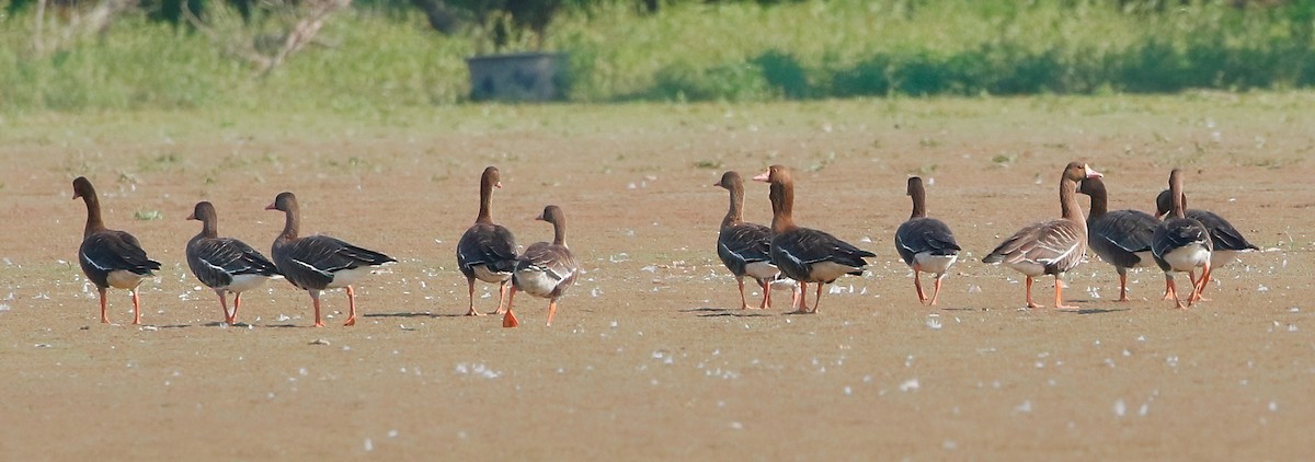 Greater White-fronted Goose - ML480285971