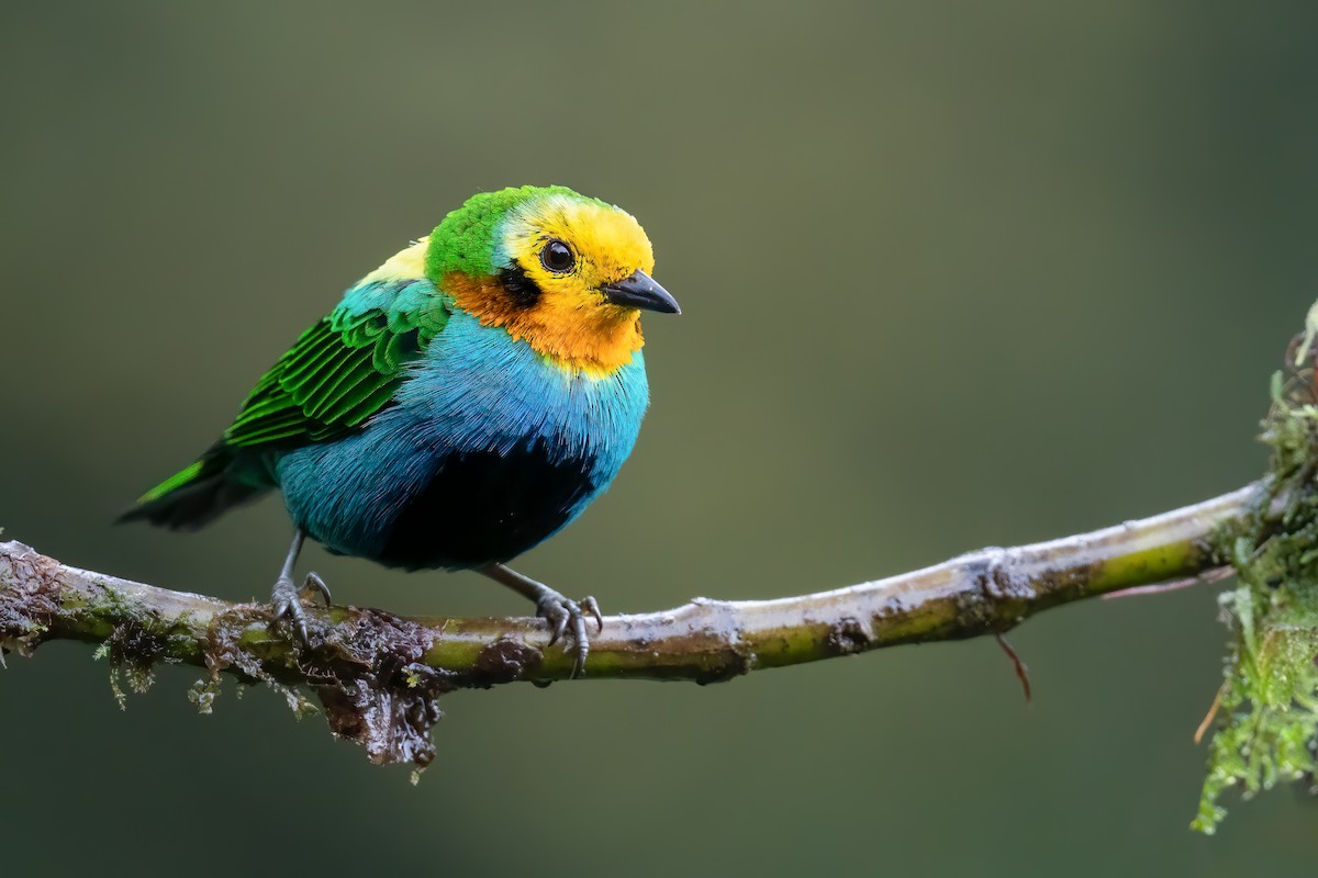 Multicolored Tanager - ML480286641