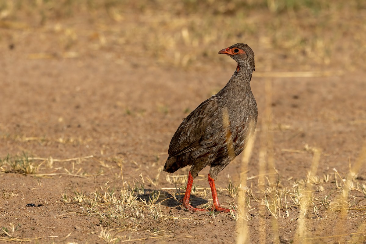Red-necked Francolin - ML480287441