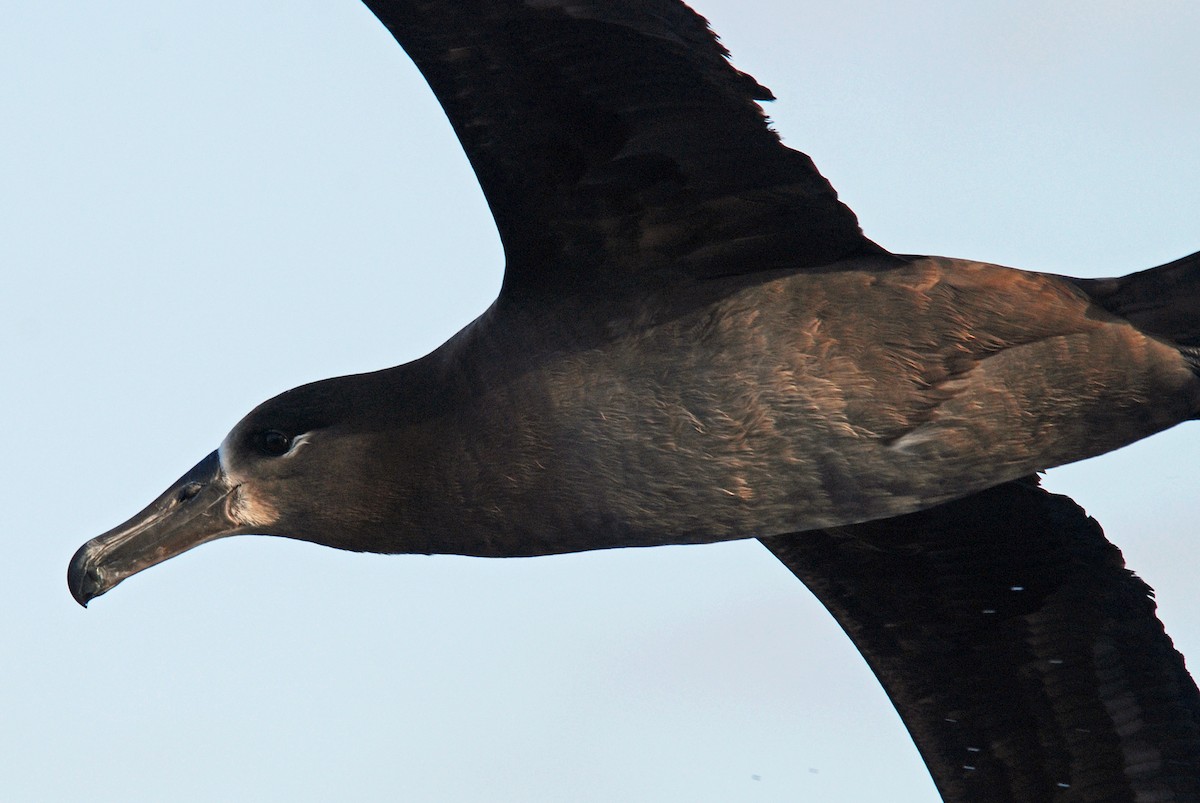 Black-footed Albatross - ML48028981