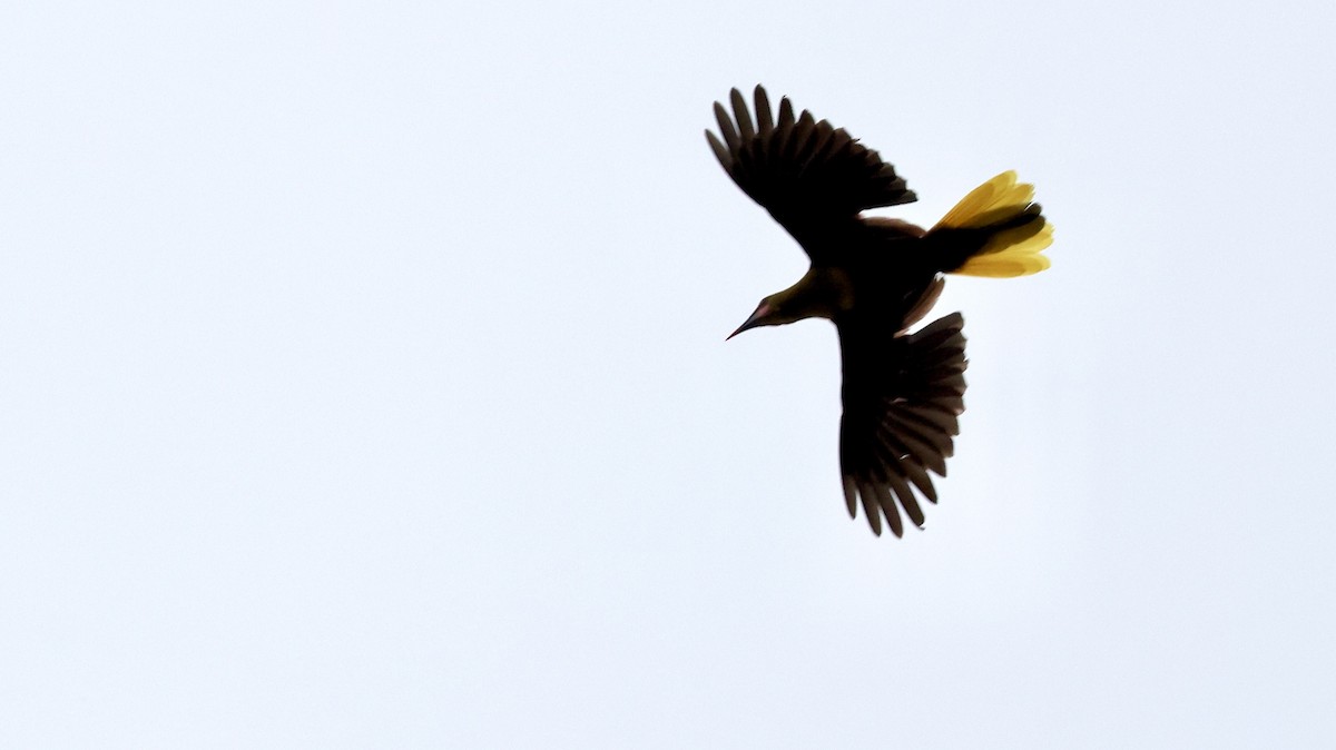 Parástirnvogel (yuracares/neivae) - ML480290471