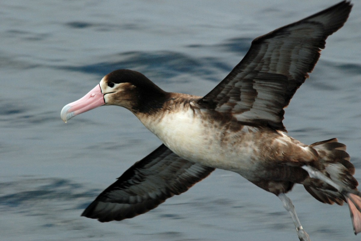 Short-tailed Albatross - ML48029081
