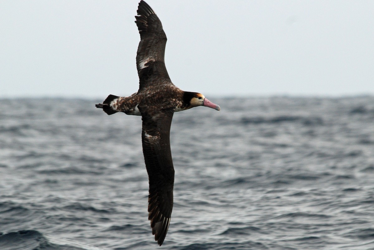 Short-tailed Albatross - ML48029091