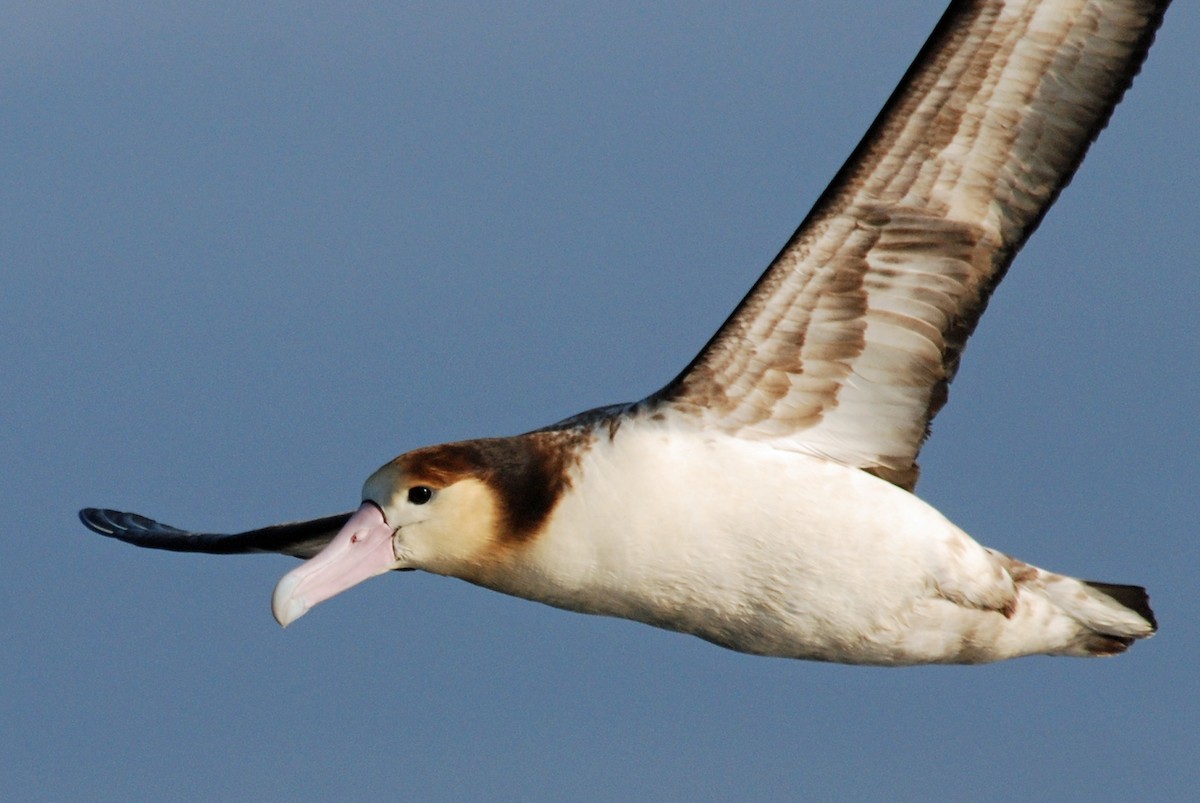 Short-tailed Albatross - Nigel Voaden