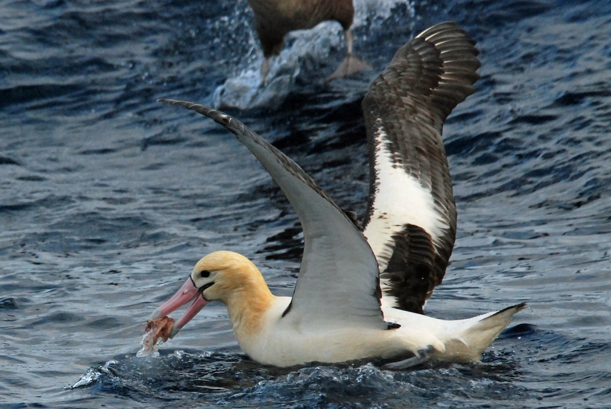 Short-tailed Albatross - ML48029271