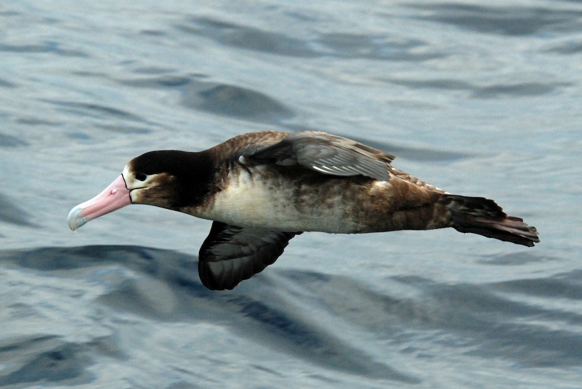 Short-tailed Albatross - ML48029281