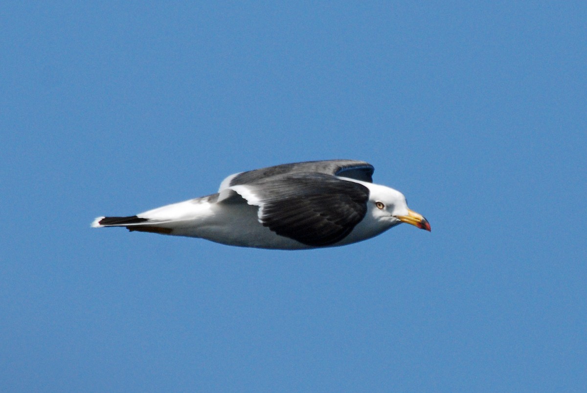 Black-tailed Gull - ML48029311
