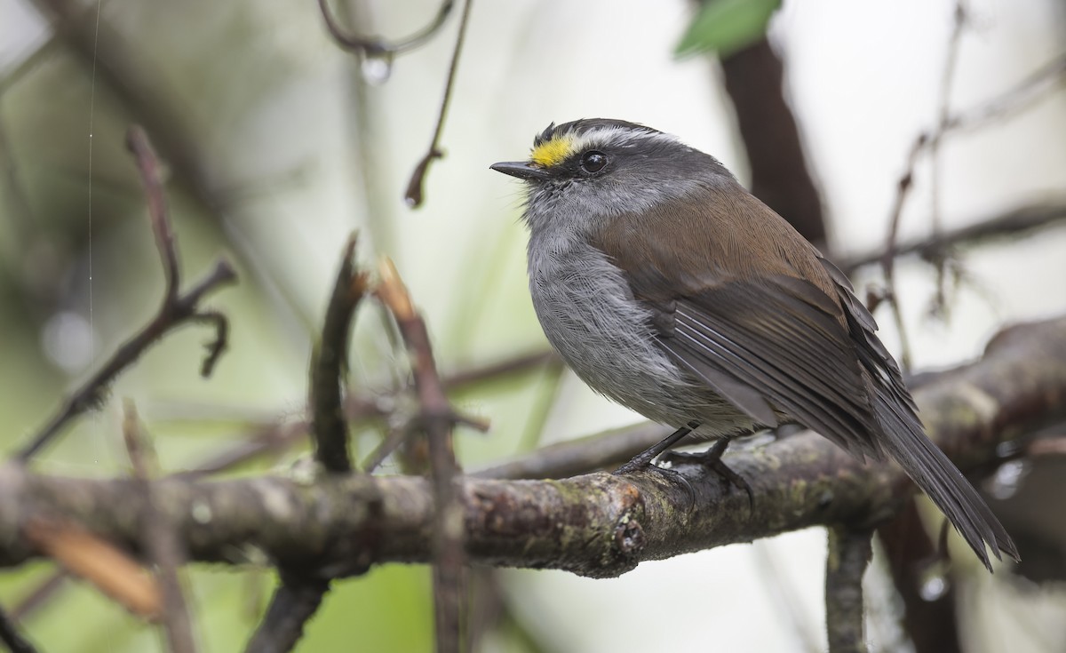 Crowned Chat-Tyrant - Marky Mutchler