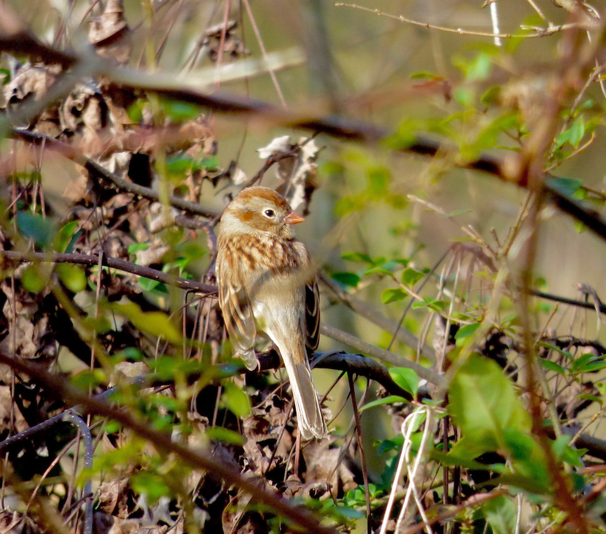 Field Sparrow - Dave Hart