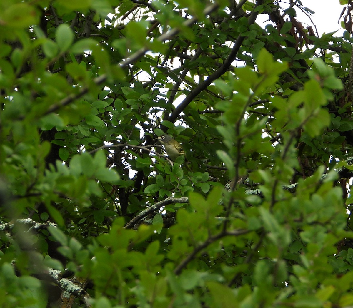 Black-capped Vireo - Kevin Long