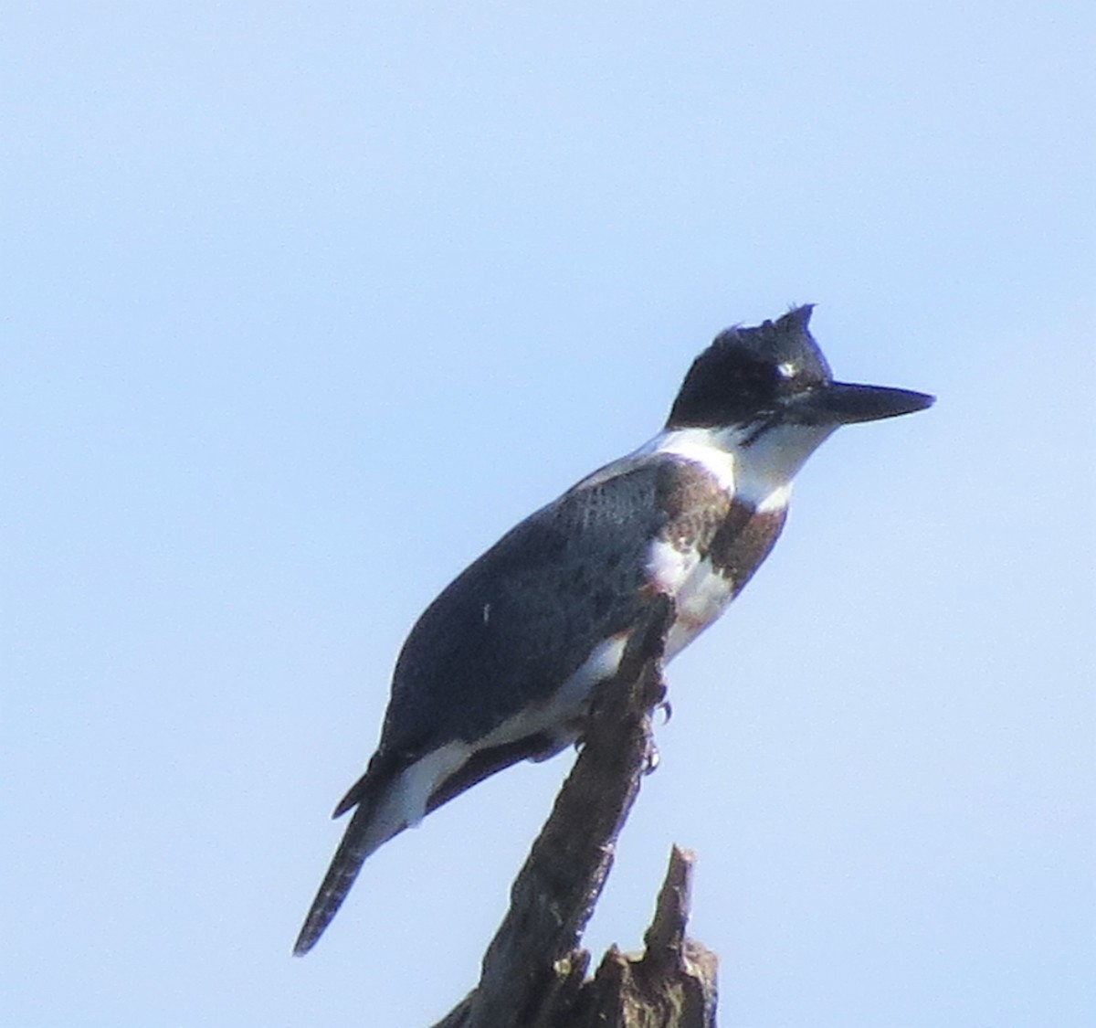 Belted Kingfisher - ML480308561