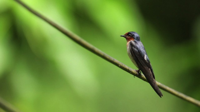 Pacific Swallow - ML480310