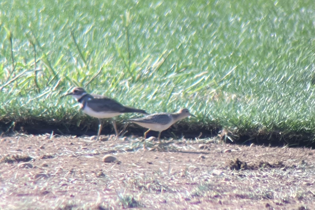 eBird Checklist 1 Sep 2022 Reeds Sod FarmAllentown Lakewood Rd