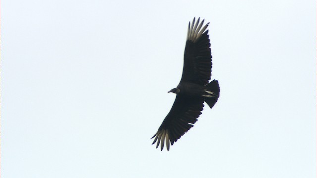 Black Vulture - ML480317