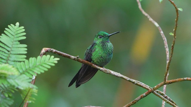 Green-crowned Brilliant - ML480319631