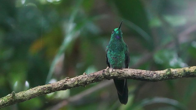 Green-crowned Brilliant - ML480319681