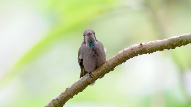 kolibřík fialovouchý - ML480319821